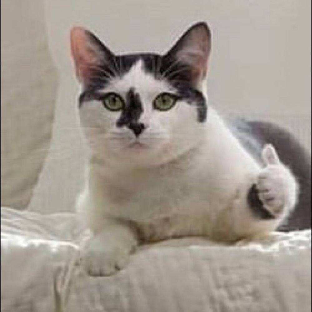 Meet your Posher, Tayz